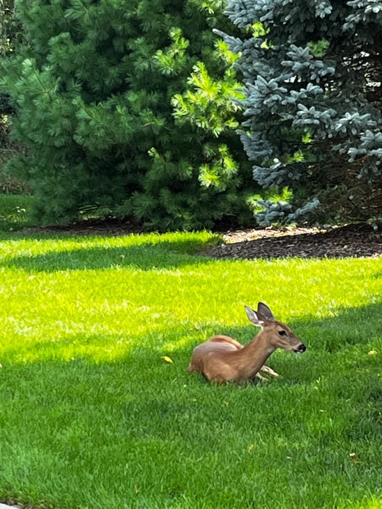 A deer resting on a lush, healthy lawn beside evergreen trees