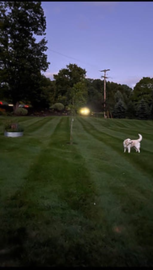 Striped lawn at dusk with a dog walking across it