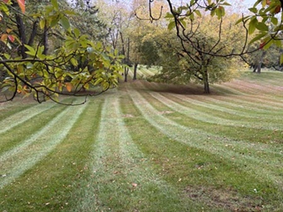 Mown lawn seen through overhanging branches during leaf season