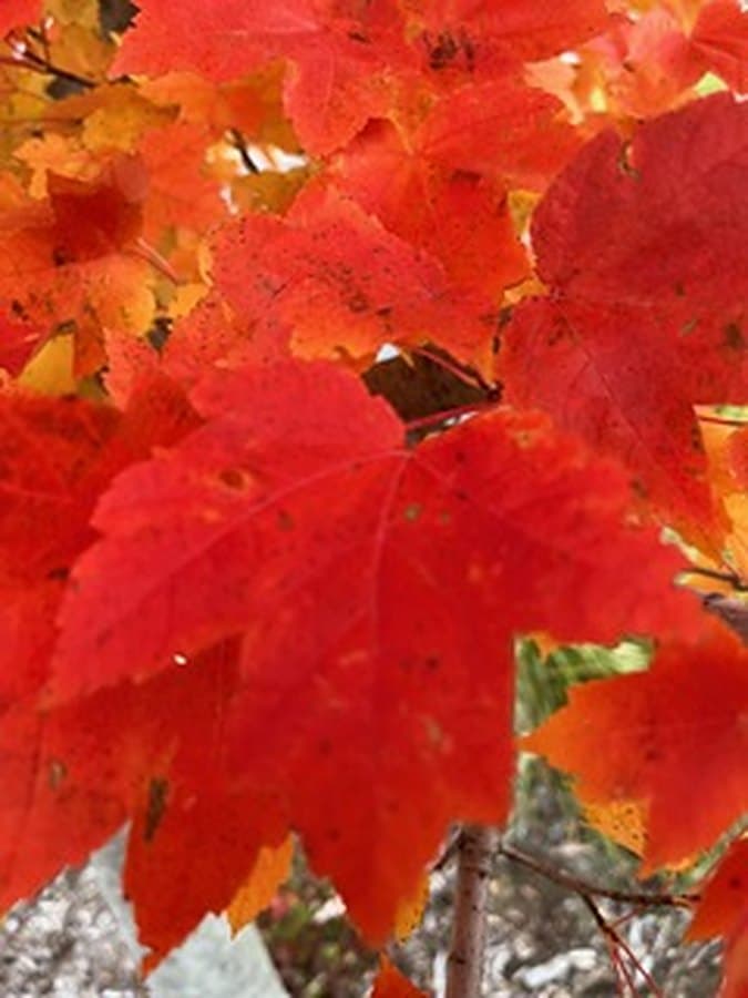 Close-up of bright red maple leaves in fall