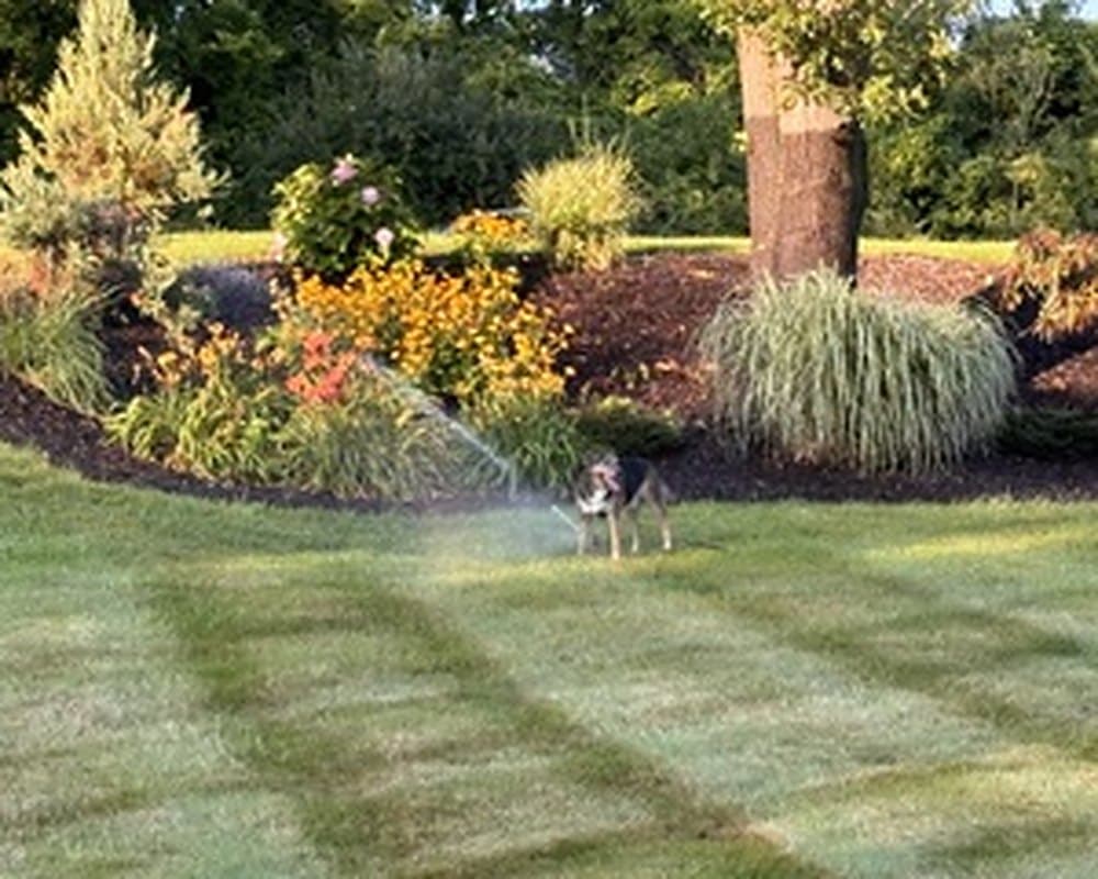 Irrigation sprinkler head watering a striped lawn beside a planted bed