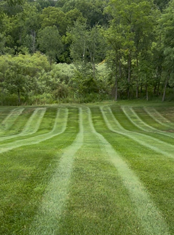 View from the mower seat of fresh stripes running up toward a tree line