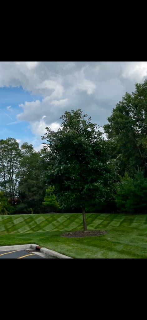 Mowing stripes carefully cut around a tree